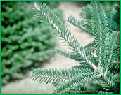 Christmas Tree Delivery Coverage area