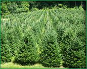 Christmas Tree Delivery Trees